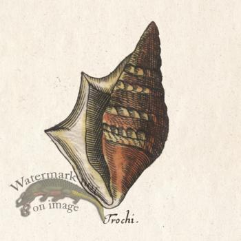 Merian Shell 8